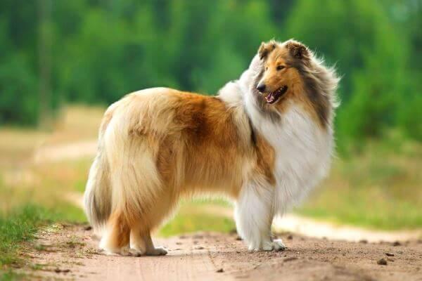 Rough Collie rất quấn quýt và thích ở bên cạnh chủ