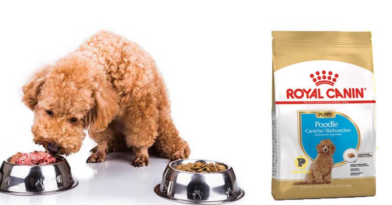 Royal Canin