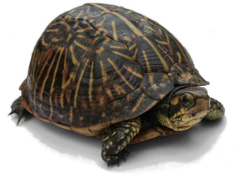 Rùa có thể sống lên tới 200 năm tuổi