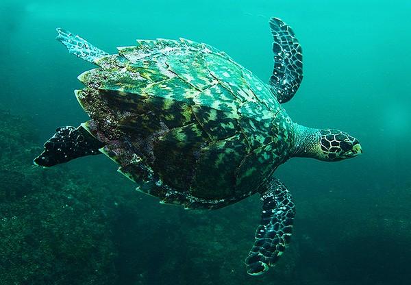 Rùa biển đi được bao xa trong đời?