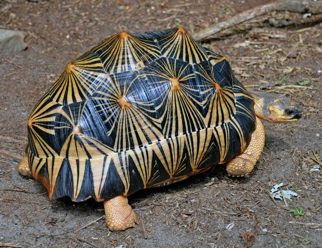 Top 6 Loài rùa lạ nhất thế giới có thể bạn chưa biết - toplist.vn