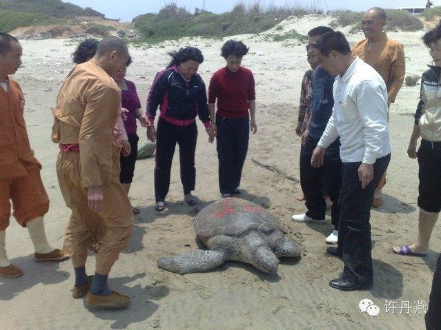 Rùa phóng sinh trả ơn cứu mạng