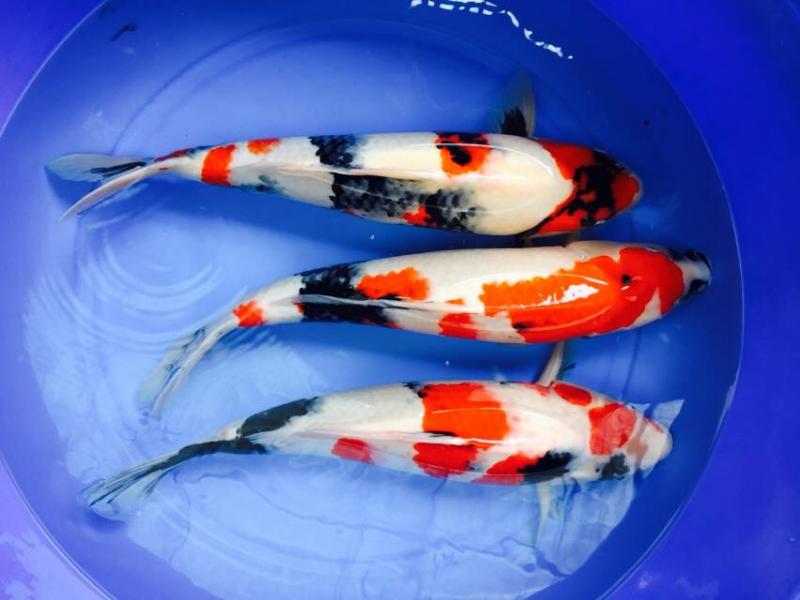 Ruby Koi Farm - Cá chép Nhật