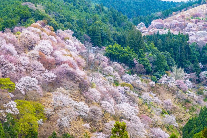 Rực rỡ sắc hoa anh đào vùng núi Yoshino -  Nhật Bản