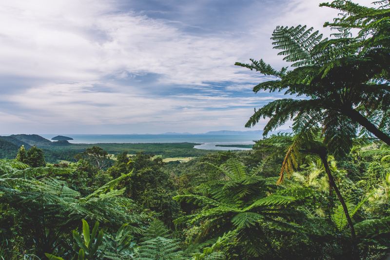 Một góc hệ thực vật ở rừng Daintree