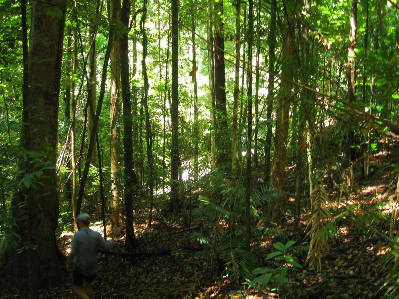 Một góc hệ thực vật ở rừng Daintree