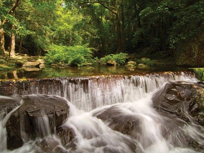 Rừng nhiệt đới Daintree