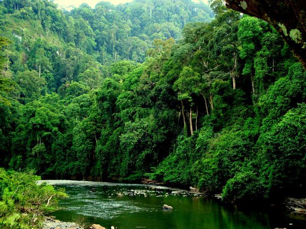 Rừng mưa Daintree, Úc