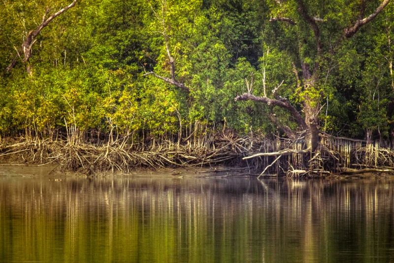 Các cây ngập mặn của rừng Sundarbans