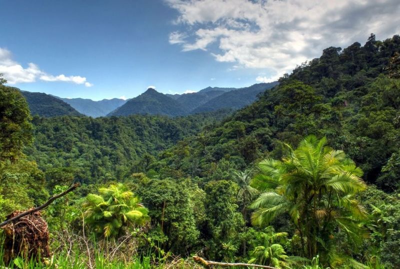 Rừng sương mù Mindo-Nambillo, Ecuador (192 km vuông)