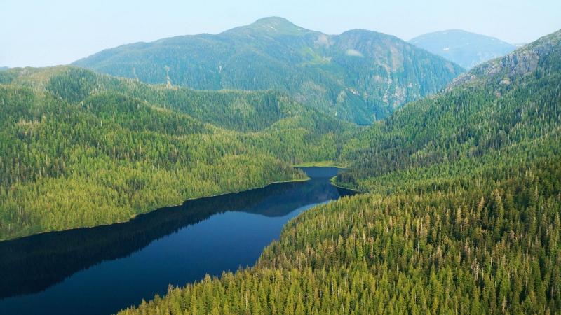 Cảnh rừng Tongass bạt ngàn nhìn từ trên cao