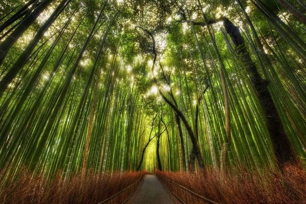 Top 10 Khu rừng đẹp nhất trên thế giới mà bạn nên biết - toplist.vn