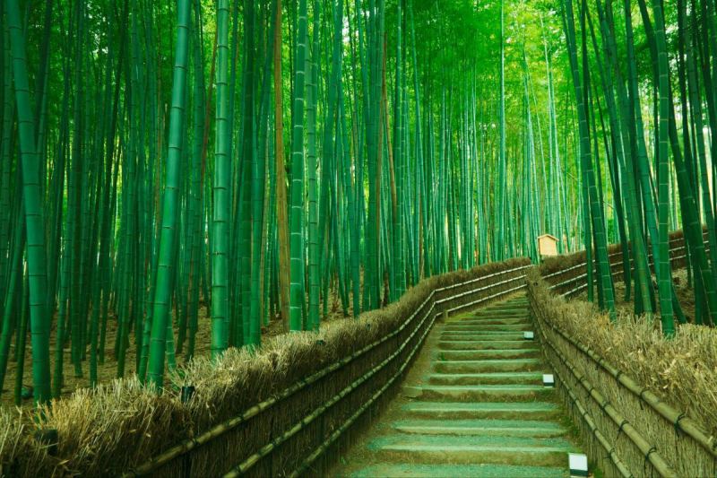 Top 10 Khu rừng đẹp nhất trên thế giới mà bạn nên biết - toplist.vn