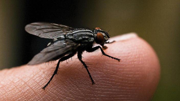 Kích thước của ruồi nhà khi trưởng thành thường dao động từ 5 đến 8 mm