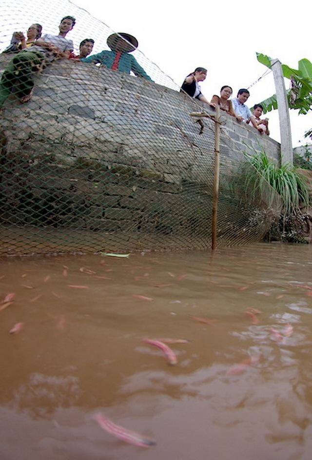 Mùa rươi đến bà con rộn ràng nô nức đi thu hoạch rươi về bán