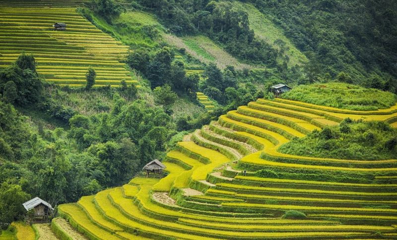 Ruộng bậc thang Hoàng Su Phì – Kỳ công lao động rực rỡ mùa vàng