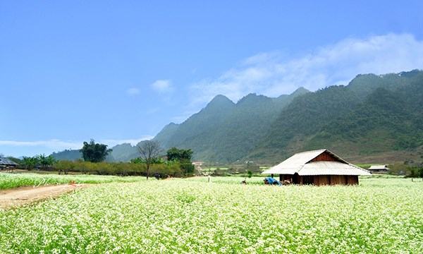 Ruộng hoa cải bản Ba Phách