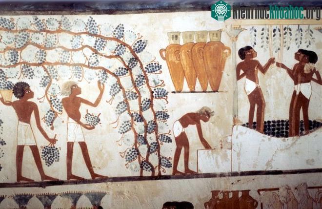 Rượu được người Ai Cập cổ đại lên men từ nho