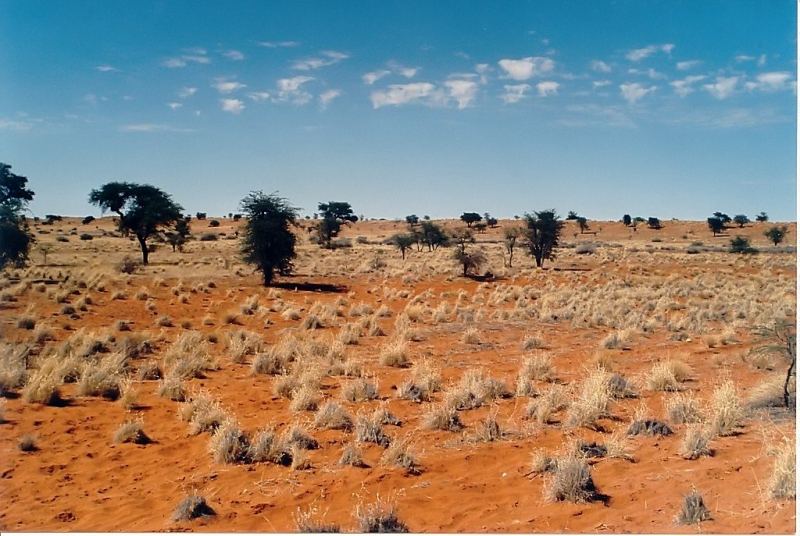 Sa mạc Kalahari