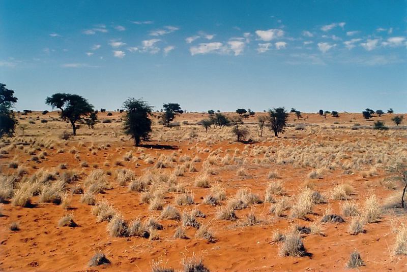 Sa mạc Kalahari