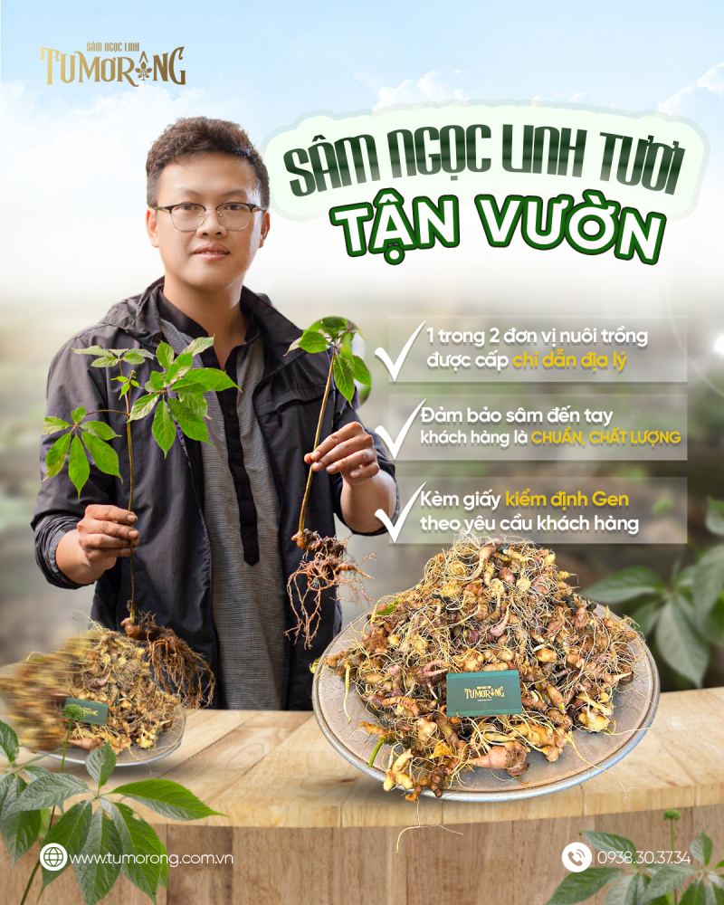 Sâm Ngọc Linh Tumơrông Kon Tum