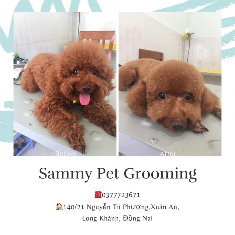 Sammy Pet Grooming