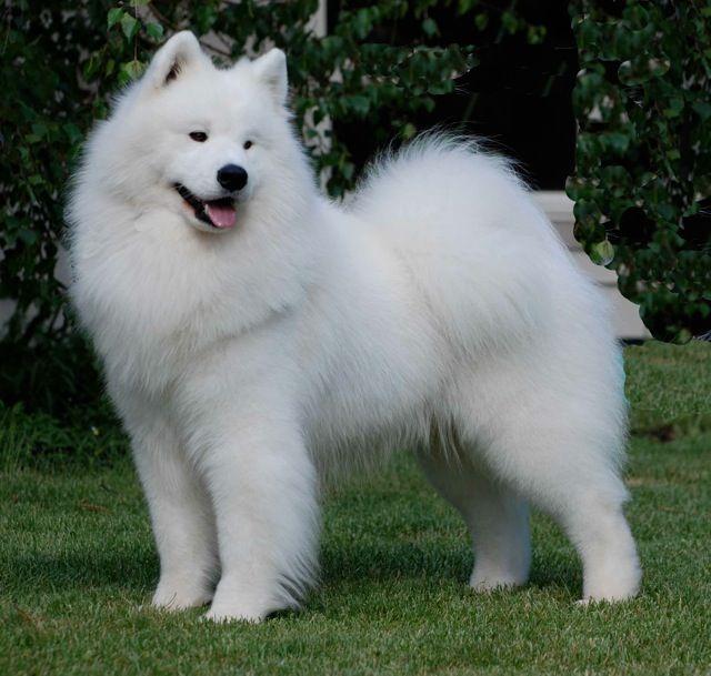 Samoyed với bộ lông 