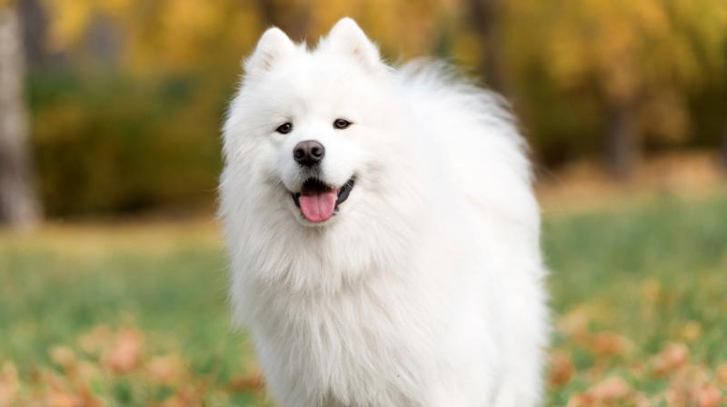 Samoyed vui tươi