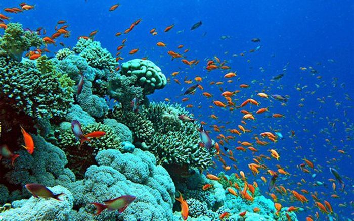 San hô tự bảo vệ mình trước sự gia tăng nhiệt độ nước biển