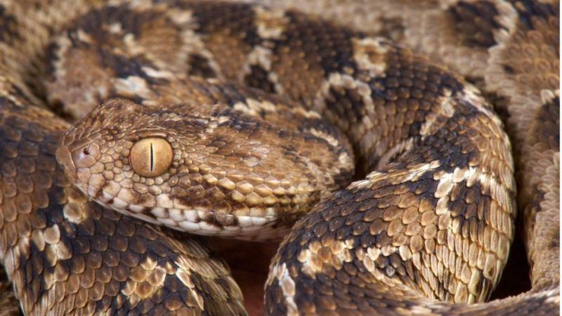 Saw Scaled Viper (Ảnh minh họa)