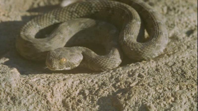 Saw Scaled Viper