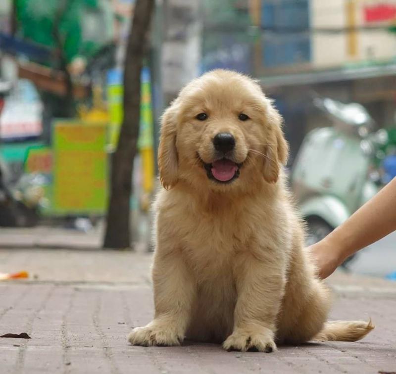 SC Dog Shop cung cấp các giống chó như Chow Chow, Alaska, Poodle, Pom