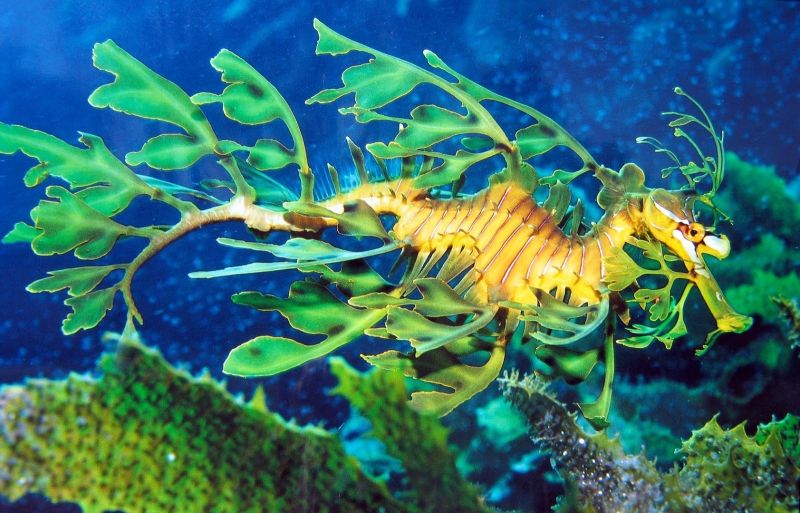 Seadragon lá