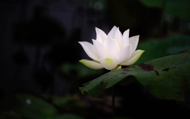Hoa sen trắng - loài hoa đẹp và ý nghĩa bạn không thể bỏ qua