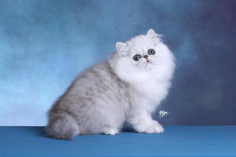 SherylDolls Cattery - Trại mèo thuần chủng giấy tờ CFA, TICA