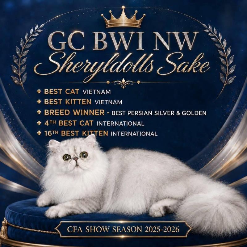 SherylDolls Cattery - Trại mèo thuần chủng giấy tờ CFA, TICA