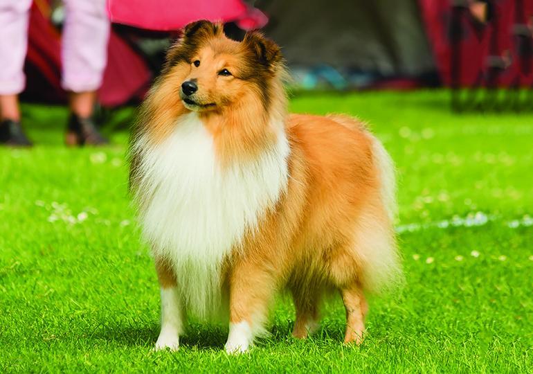 Chó Shetland Sheepdog