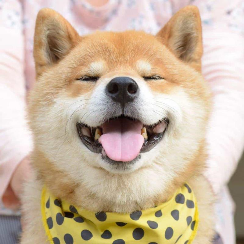 Khuôn mặt vui tươi của Shiba