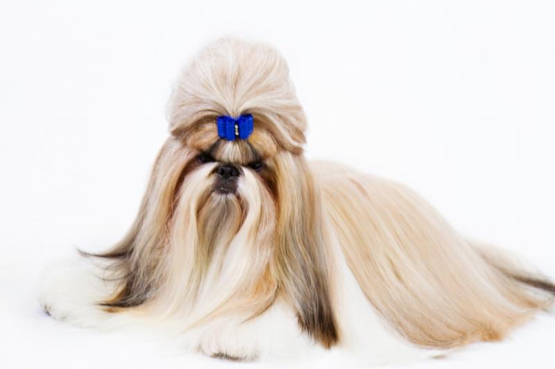 Shih Tzu