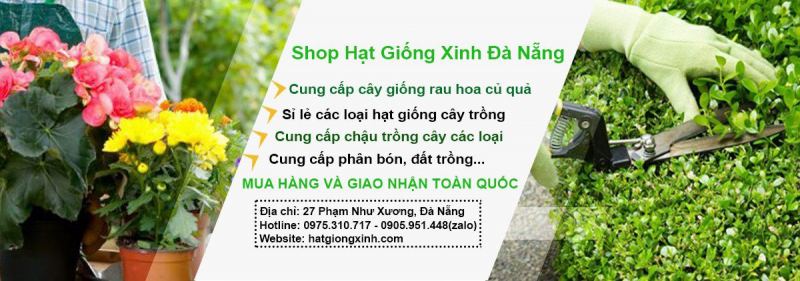 Shop Hạt Giống Xinh Đà Nẵng