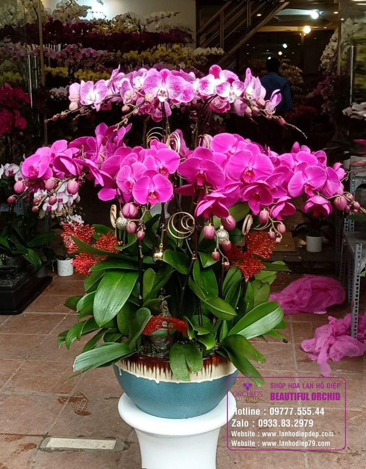 Shop Lan Hồ Điệp Hà Nội Orchids 79