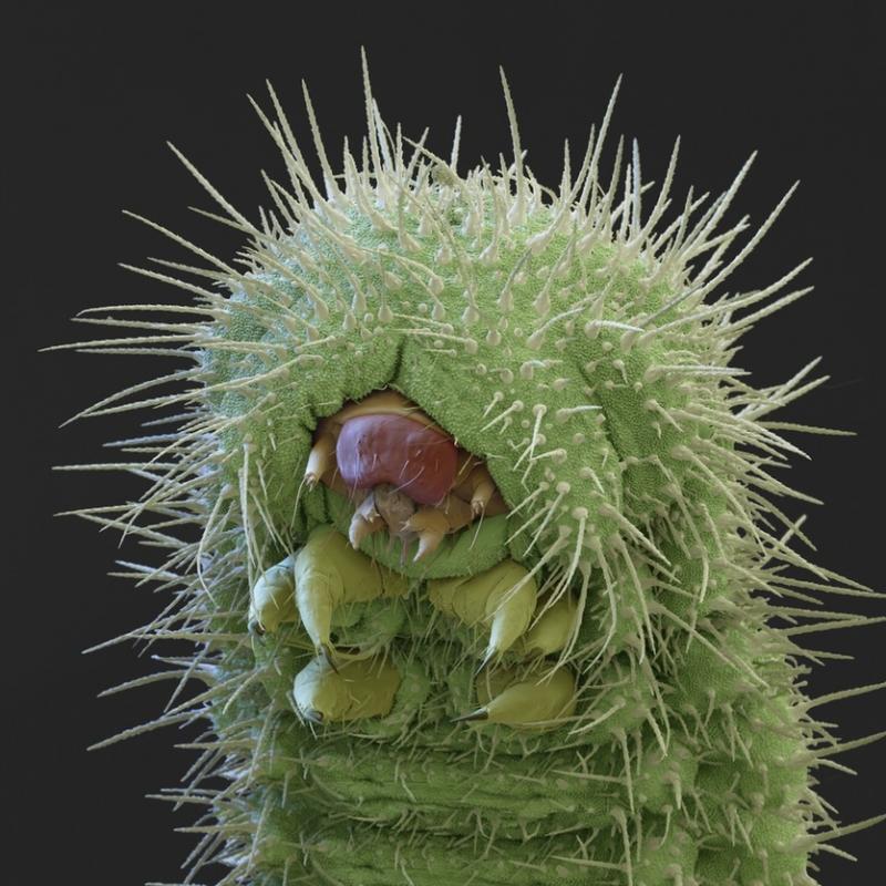 Top 10 sinh vật kinh dị nhất hành tinh dưới kính hiển vi