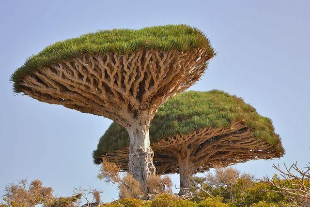 Socotra (của Yemen)