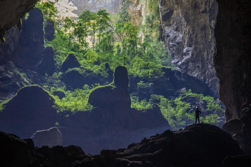 Rừng trong lòng đất