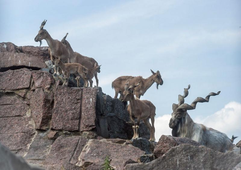 Sơn dương núi Markhor