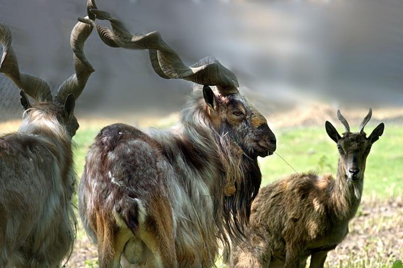 Sơn dương núi Markhor