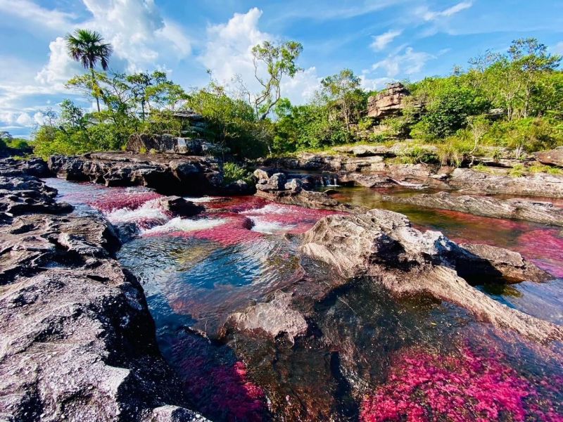 Sông Cano Cristales của Colombia