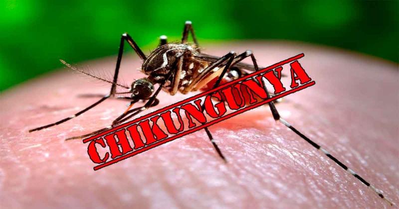 Sốt Chikungunya - Nguồn Internet