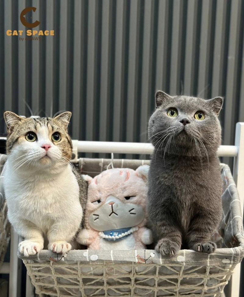 Spa Chó Mèo - Fourpaws