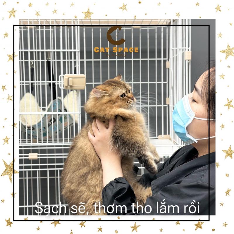 Spa Chó Mèo - Fourpaws